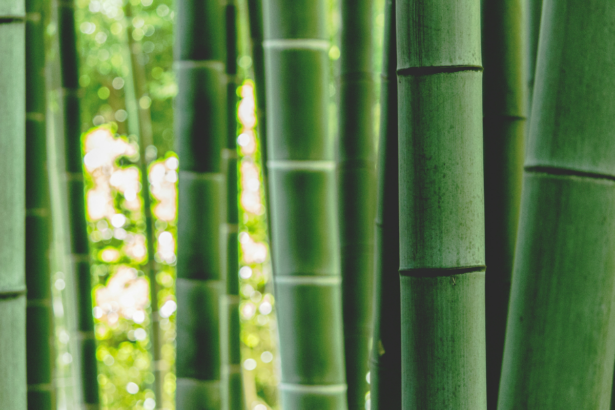 bamboo